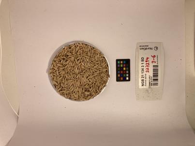 SEED